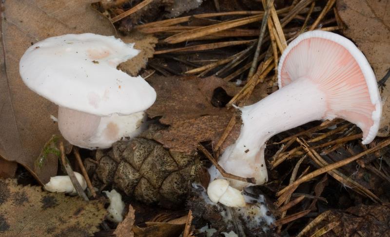 Leucopaxillus rhodoleucus